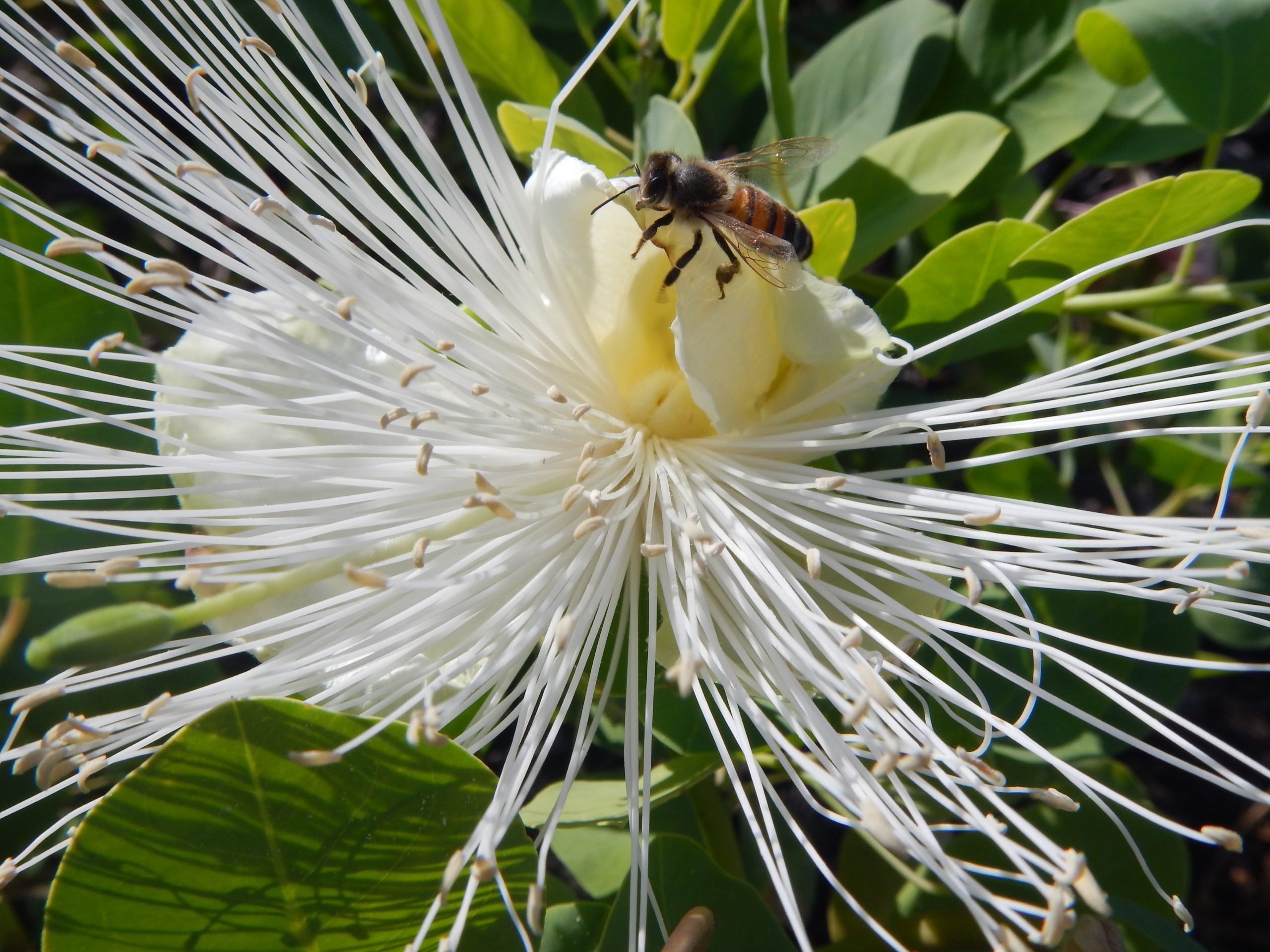 Capparis sandwichiana