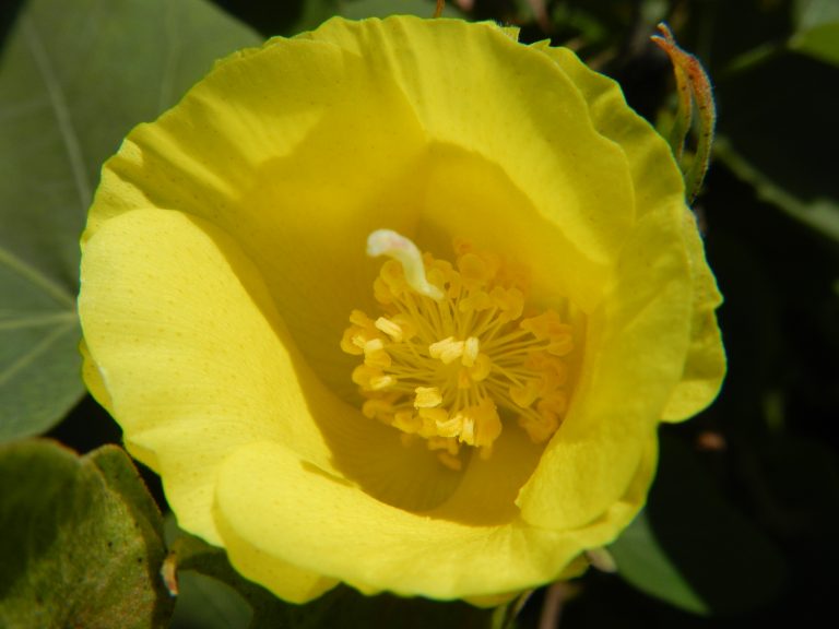 Plant Library - Native Hawaiian Plant Society